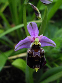 Ophrys fuciflora